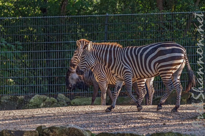 0848-all-weather zoo munster-steppe zebra.jpg