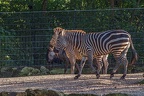 0848-all-weather zoo munster-steppe zebra