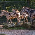 0849-all-weather zoo munster-steppe zebra