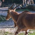 0850-all-weather zoo munster-elen antelope