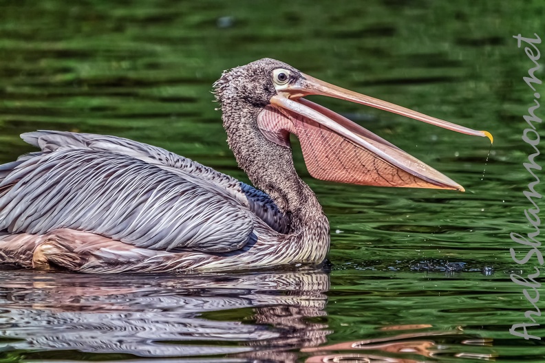 0210-duisburg zoo - pelicans