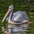 0211-duisburg zoo - pelicans