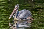 0211-duisburg zoo - pelicans