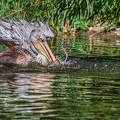 0219-duisburg zoo - pelicans