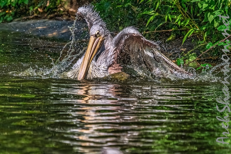 0220-duisburg zoo - pelicans.jpg