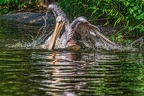 0220-duisburg zoo - pelicans