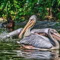 0221-duisburg zoo - pelicans