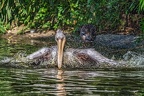 0225-duisburg zoo - pelicans