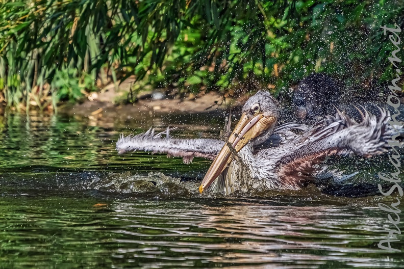 0227-duisburg zoo - pelicans