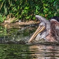 0228-duisburg zoo - pelicans