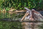0228-duisburg zoo - pelicans