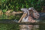 0230-duisburg zoo - pelicans