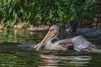 0231-duisburg zoo - pelicans