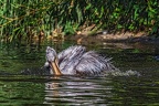 0235-duisburg zoo - pelicans