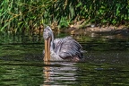0236-duisburg zoo - pelicans