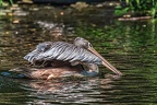 0237-duisburg zoo - pelicans