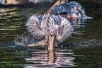 0238-duisburg zoo - pelicans