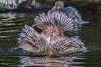 0240-duisburg zoo - pelicans