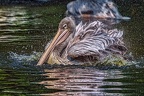 0243-duisburg zoo - pelicans