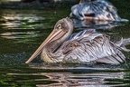 0245-duisburg zoo - pelicans