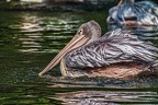 0247-duisburg zoo - pelicans