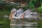 0248-duisburg zoo - pelicans