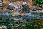 0253-duisburg zoo - pelicans