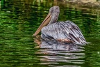 0254-duisburg zoo - pelicans