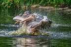 0255-duisburg zoo - pelicans