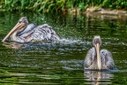 0261-duisburg zoo - pelicans