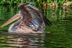 0262-duisburg zoo - pelicans