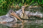 0263-duisburg zoo - pelicans