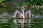 0266-duisburg zoo - pelicans