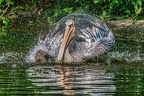 0267-duisburg zoo - pelicans