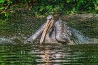 0268-duisburg zoo - pelicans