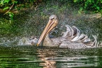 0269-duisburg zoo - pelicans