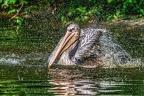 0270-duisburg zoo - pelicans