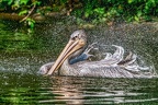 0272-duisburg zoo - pelicans