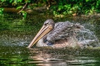 0273-duisburg zoo - pelicans