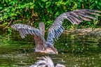 0277-duisburg zoo - pelicans