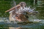 0279-duisburg zoo - pelicans