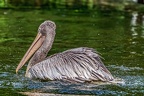 0280-duisburg zoo - pelicans