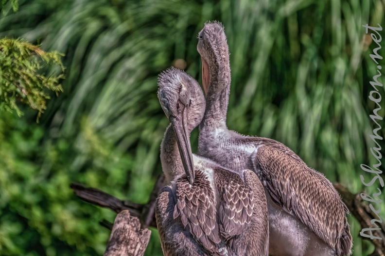 0293-duisburg zoo - pelicans