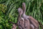 0293-duisburg zoo - pelicans