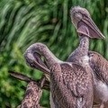 0295-duisburg zoo - pelicans