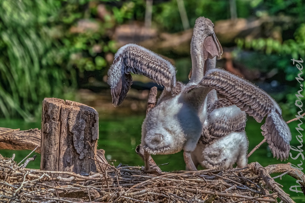 0297-duisburg zoo - pelicans