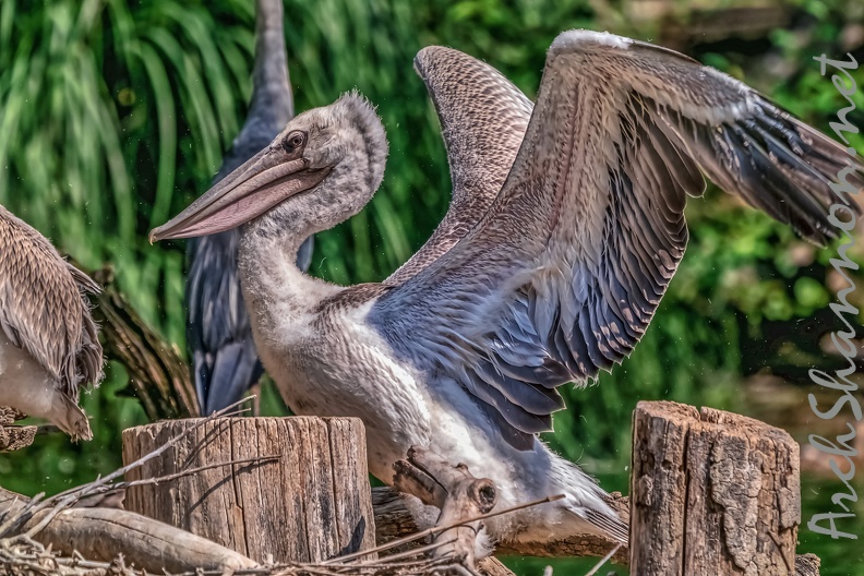 0298-duisburg zoo - pelicans.jpg