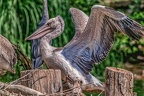0298-duisburg zoo - pelicans