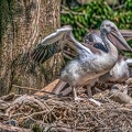 0300-duisburg zoo - pelicans