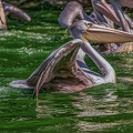 0301-duisburg zoo - pelicans